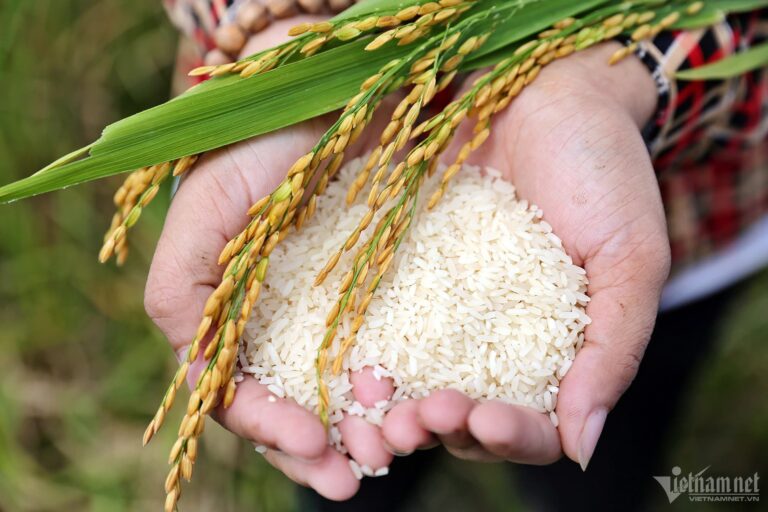 Câu Chuyện Hai Hạt Lúa